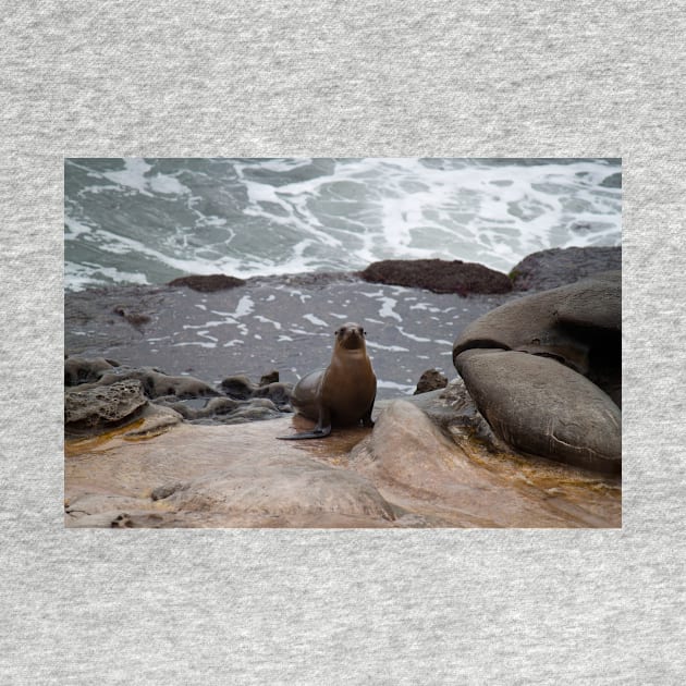 Sea Lion Love by Jacquelie